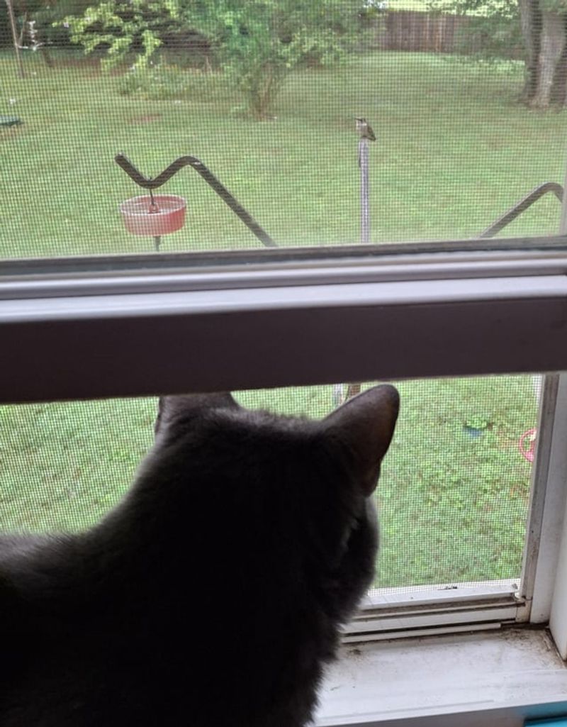 Predator Hiding Spots Near Feeders Make Them Nervous Predator Hiding Spots Near Feeders Make Them Nervous