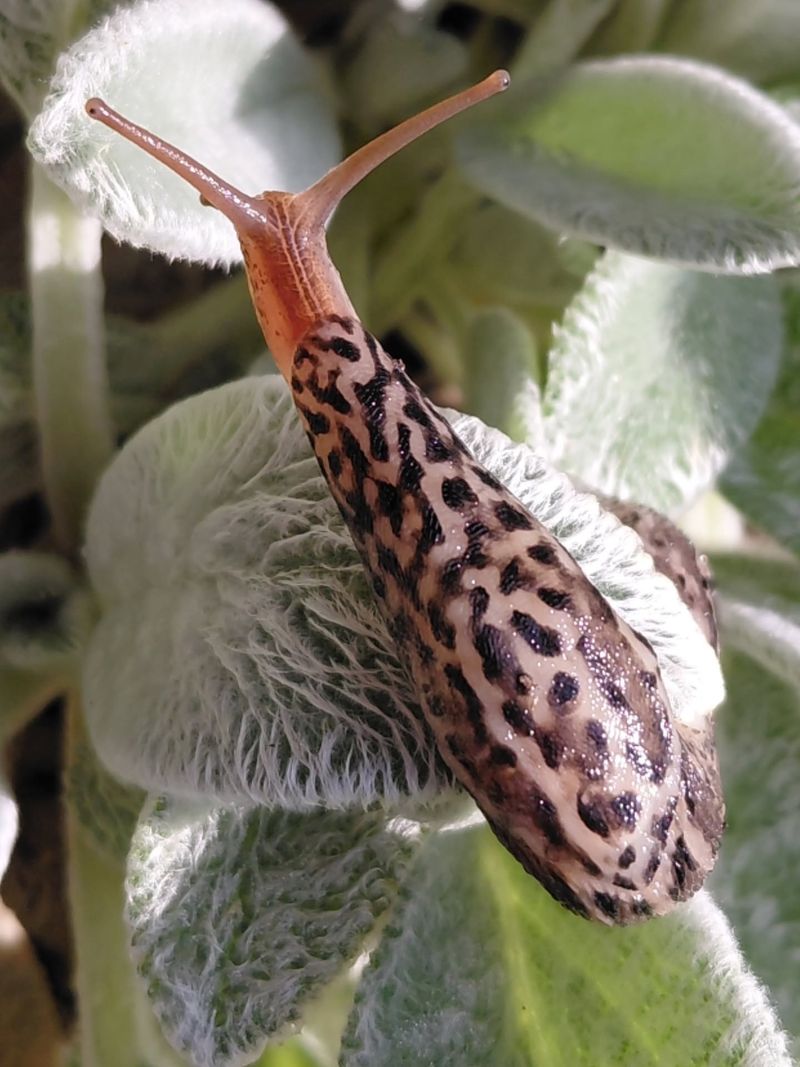 Predator Of Pest Slugs