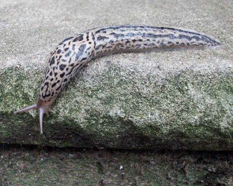 Predator Of Pest Slugs