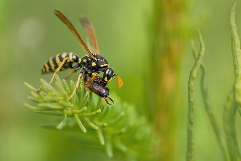 Predator Populations Lag Behind Pests