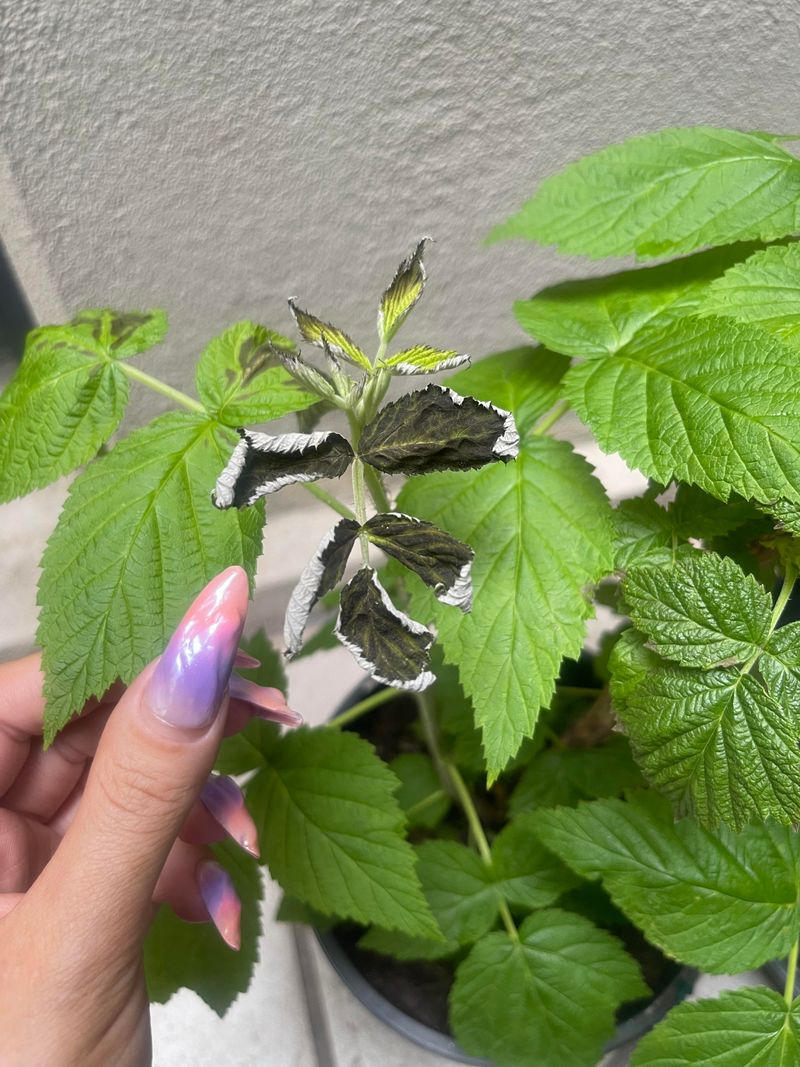Premature Leaf Drop