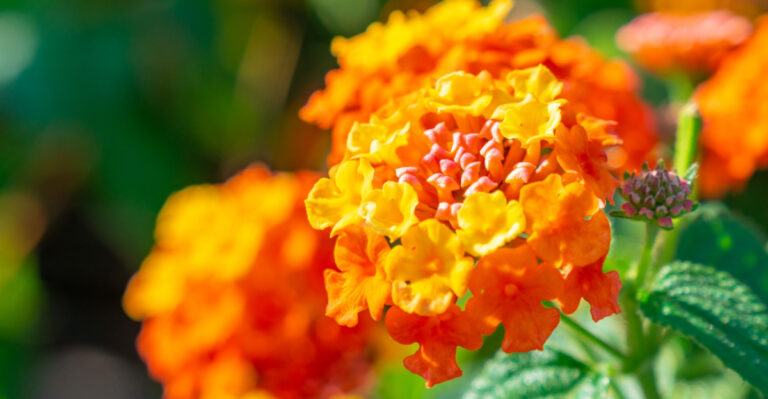Prepare Your Georgia Lantana This Way Before The Brutal Heat Of Midsummer Sets In
