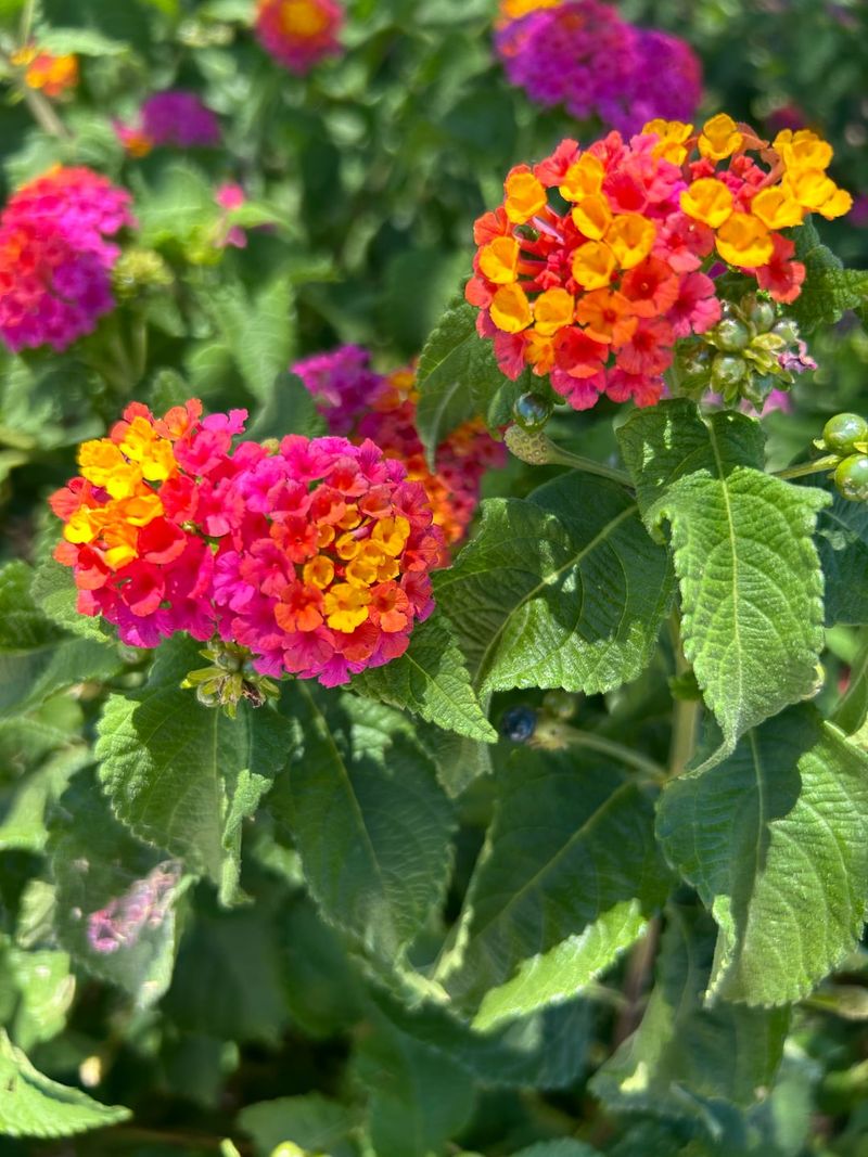 Prepares Plants For Peak Summer Heat
