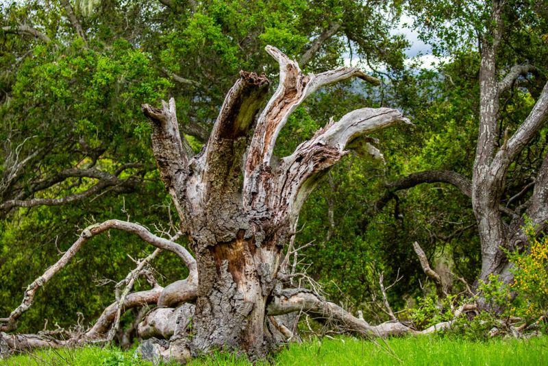 Preserve Dry Trees And Snags