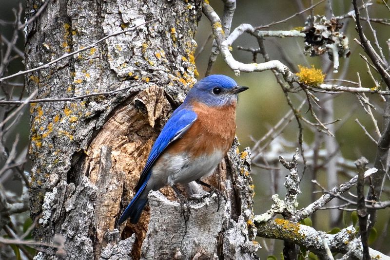 Preserve Older Trees With Natural Nest Cavities Preserve Older Trees With Natural Nest Cavities