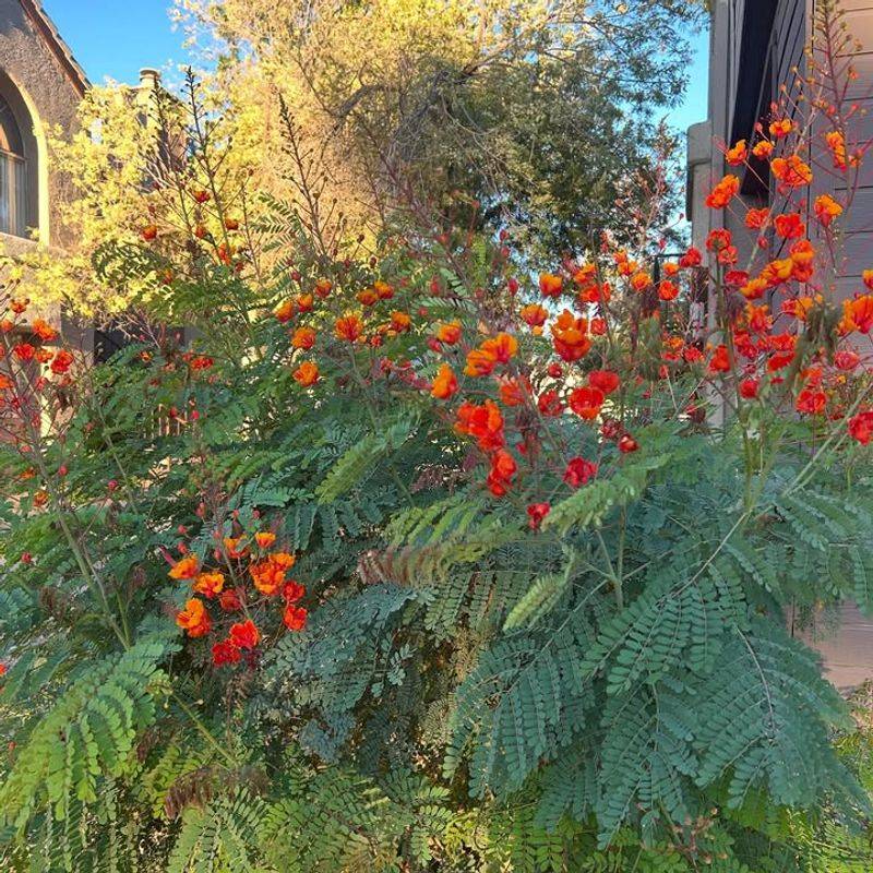 Preserve Strong New Growth For Summer Flowers Preserve Strong New Growth For Summer Flowers