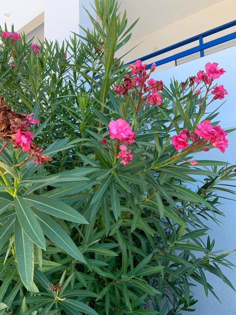 Pretty Flowers Hide A Serious Risk