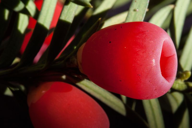 Pretty Red Berries Hide A Harmful Seed Inside Pretty Red Berries Hide A Harmful Seed Inside
