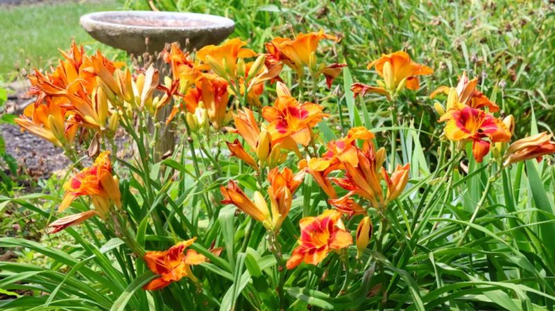 Prevent Pest And Disease Problems Prevent Pest And Disease Problems