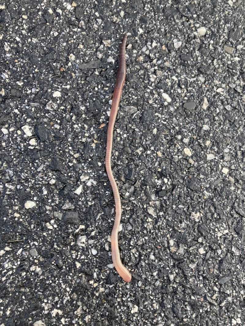 Preventing Jumping Worms From Returning Next Season