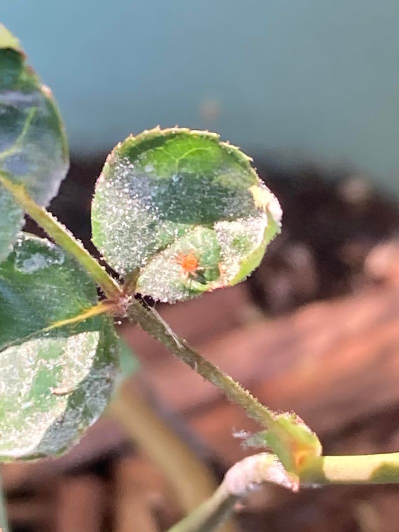 Preventing Powdery Mildew Before It Starts Next Season
