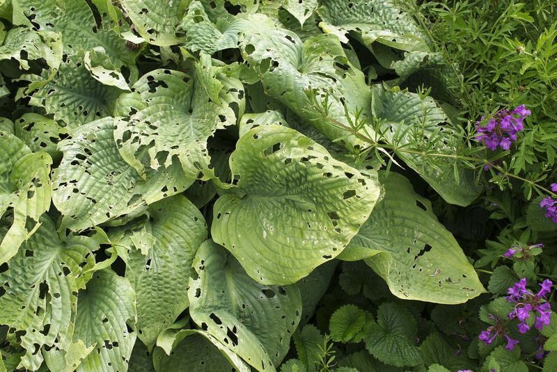Preventive Measures For Future Seasons Preventive Measures For Future Seasons