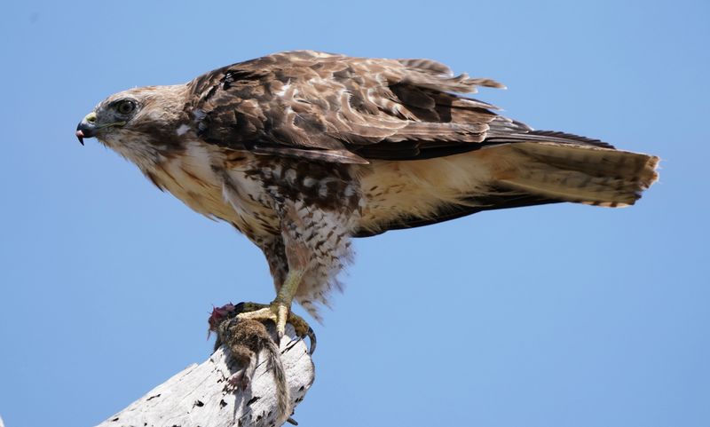 Prey Is Abundant Below Prey Is Abundant Below