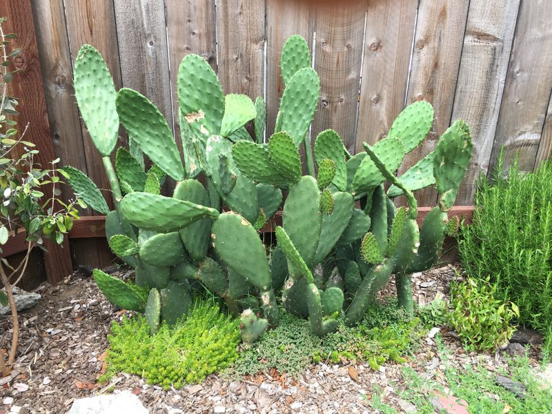 Prickly Pear Adds Low-Water Edible Structure