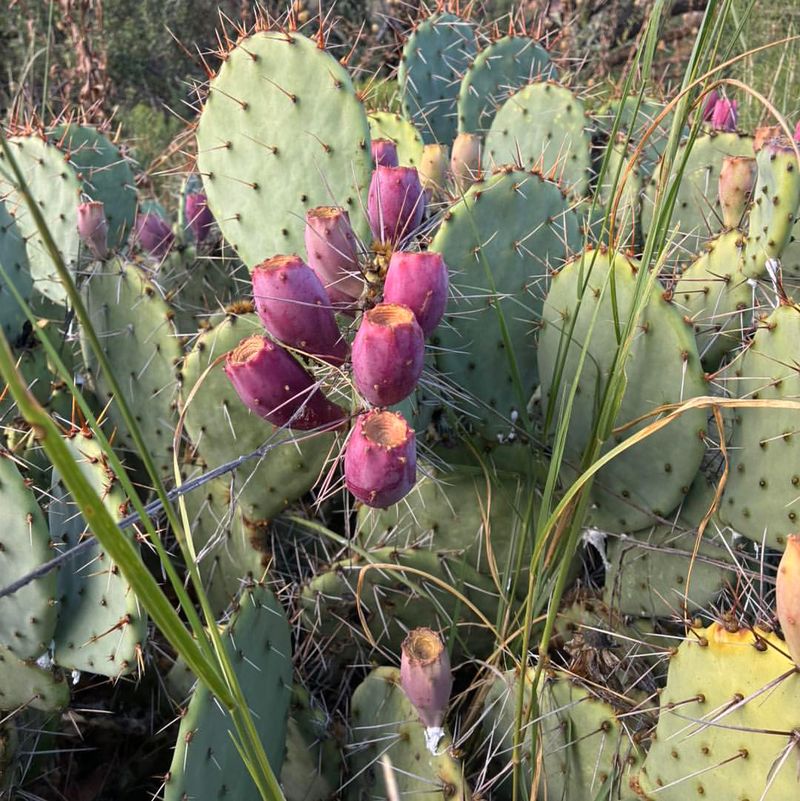 Prickly Pear Brings Year-Round Structure To The Landscape Prickly Pear Brings Year-Round Structure To The Landscape