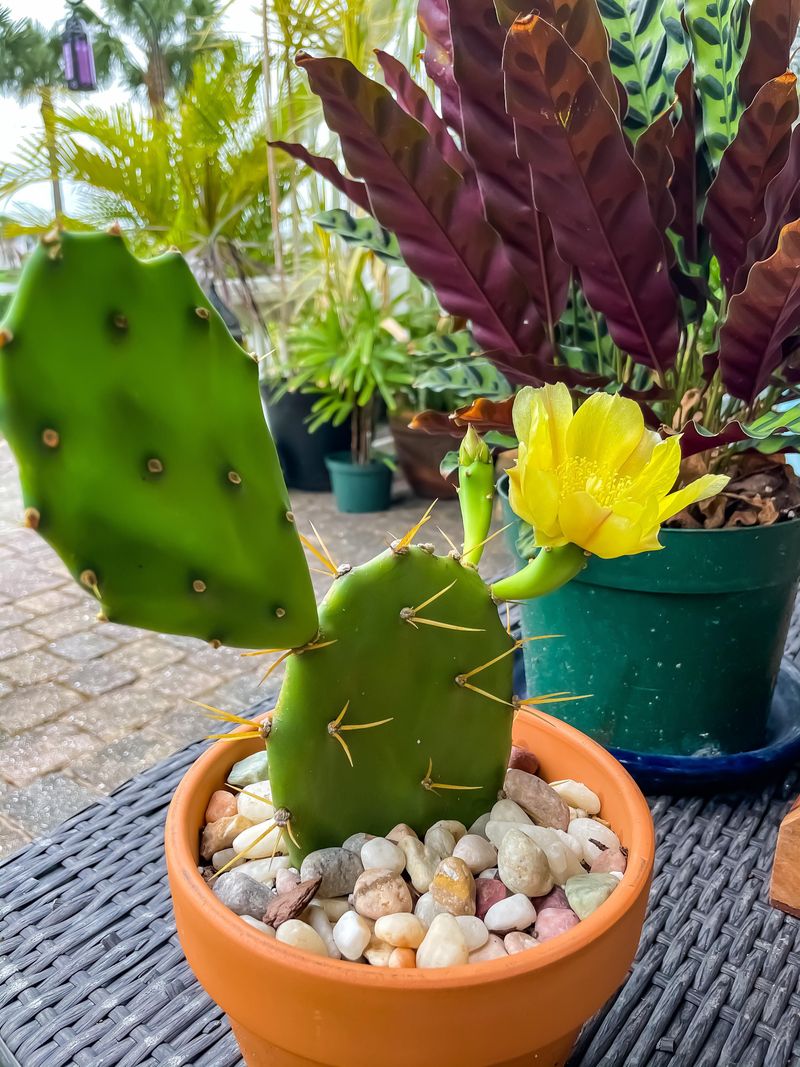 Prickly Pear Cactus Handles Sunny Dry Pots