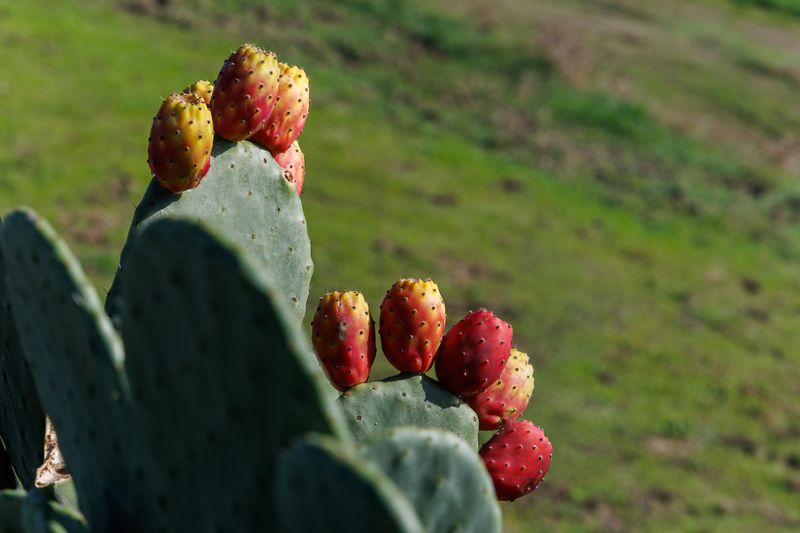 Prickly Pear Cactus (Opuntia Engelmannii)