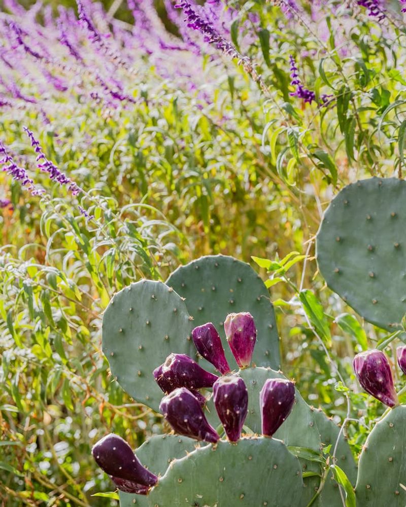 Prickly Pear Cactus (Opuntia Spp.)