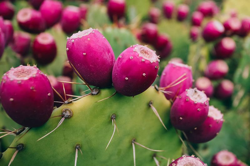 Prickly Pear Feeds You From Pads And Summer Fruit Prickly Pear Feeds You From Pads And Summer Fruit