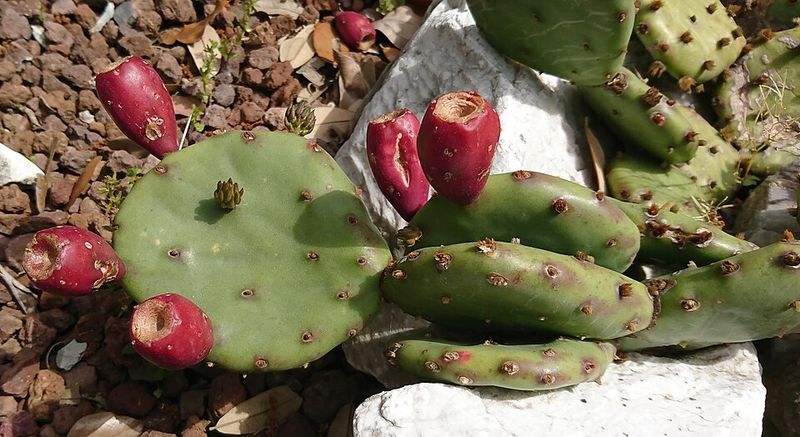Prickly Pear Makes Sunny Edges Harder To Nose Through