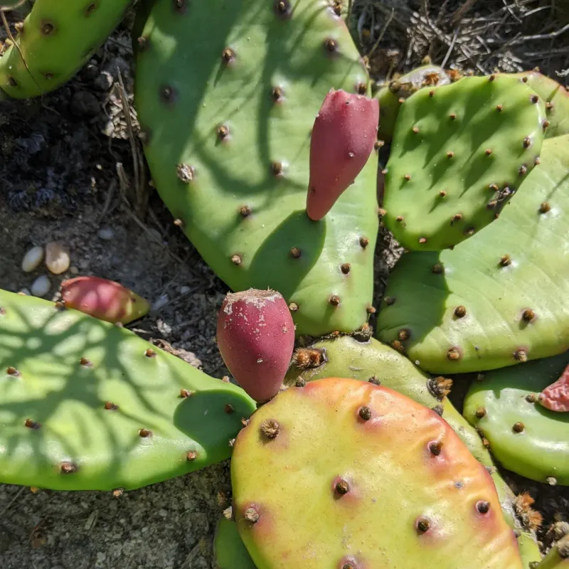 Prickly Pear Offers Edible Pads And Colorful Fruit Prickly Pear Offers Edible Pads And Colorful Fruit