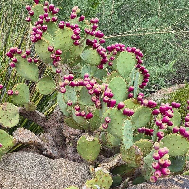 Prickly Pear Provides Cactus Fruit And Insect Activity