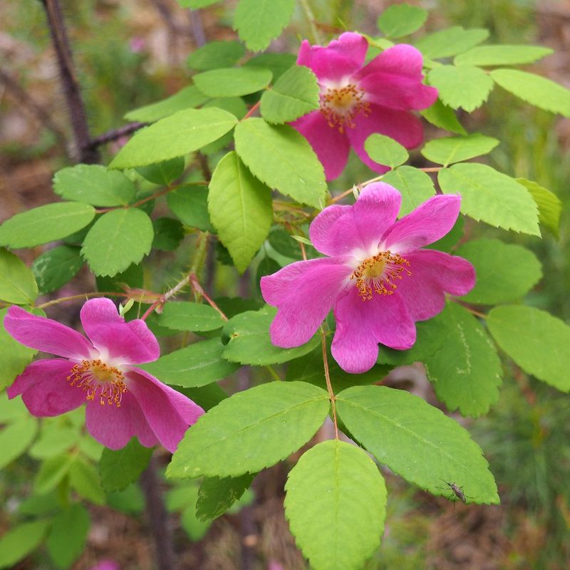 Prickly Rose Brings Rugged Cold Hardiness Prickly Rose Brings Rugged Cold Hardiness