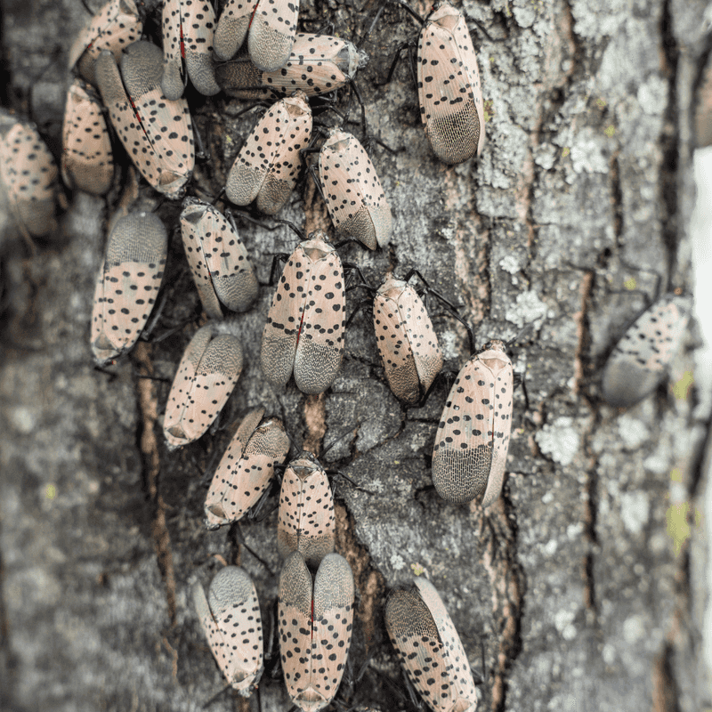 Primary Host For The Spotted Lanternfly