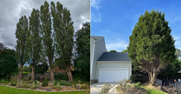 Privacy Plants Oregon Gardeners Should Avoid Planting Too Close To Property Lines