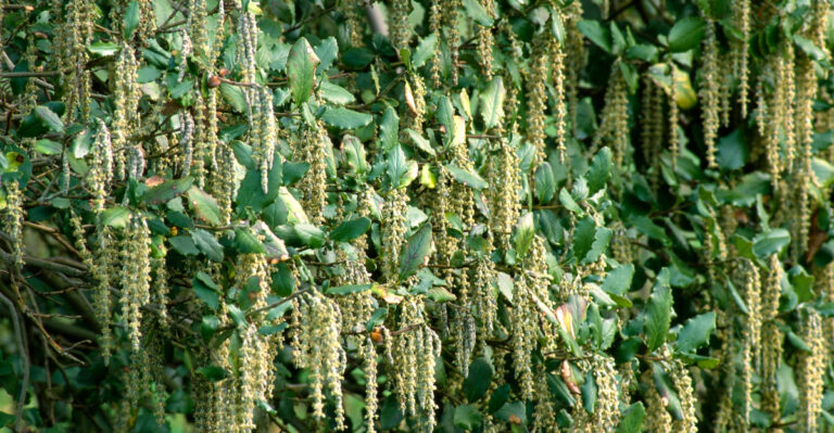 Privacy Plants That Thrive In Oregon’s Wet Winters And Dry Summers