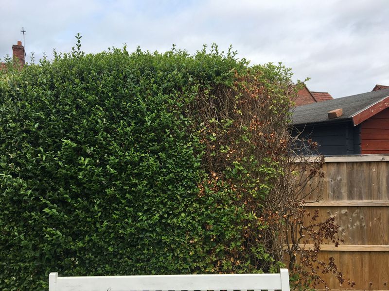Privet Hedges Demand Too Much Clipping Privet Hedges Demand Too Much Clipping