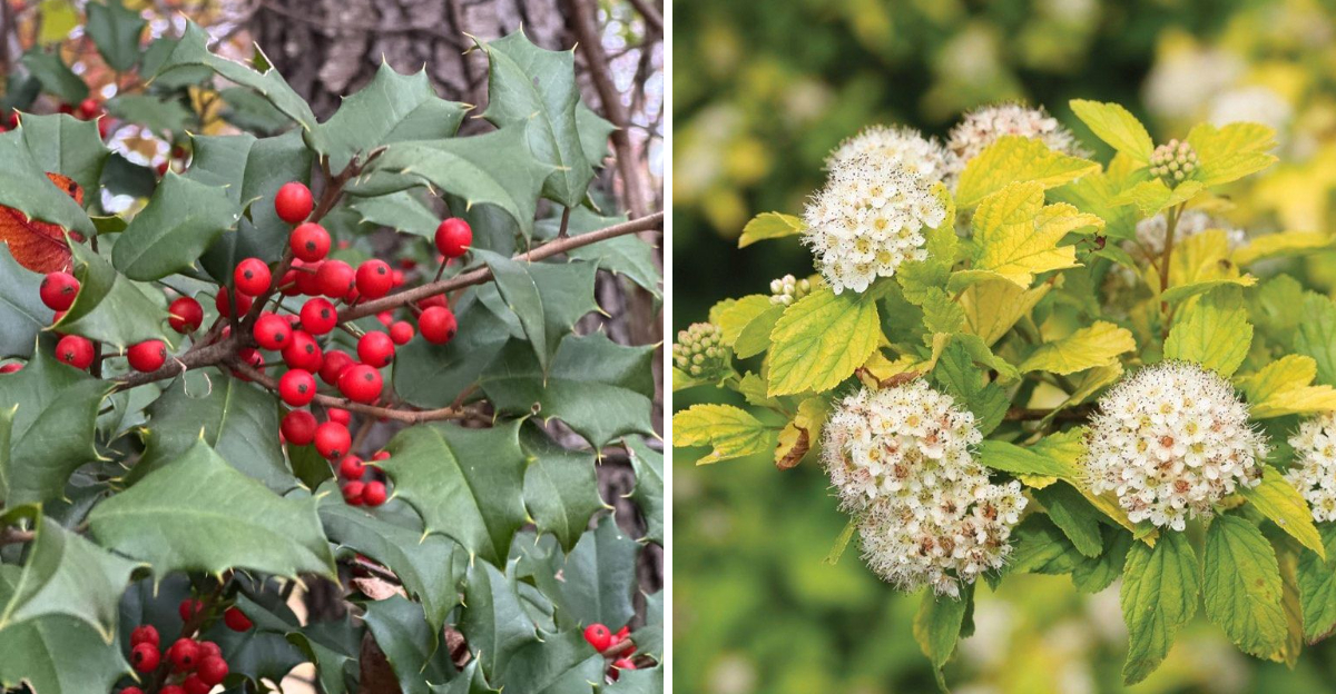 holly and ninebark