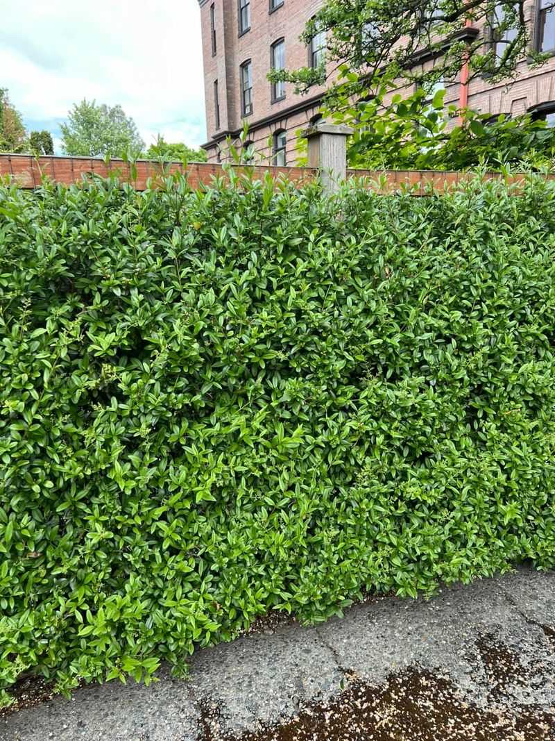 Privet (Ligustrum spp.) Privet (Ligustrum spp.)