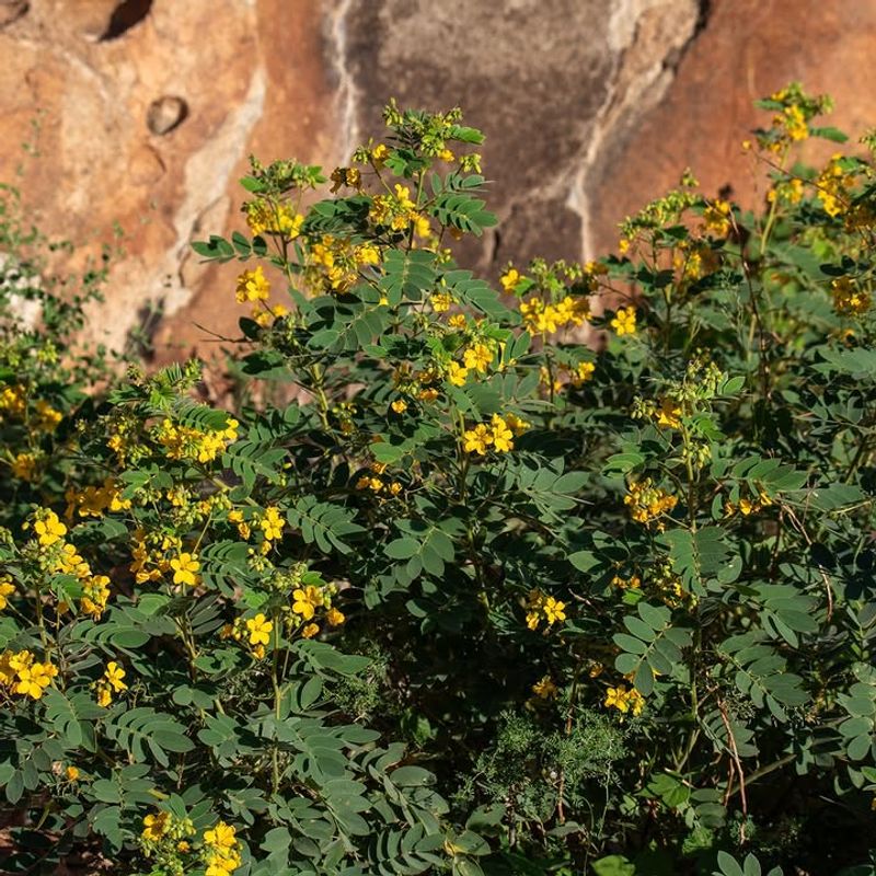 Privet Senna Forms A Dense Desert Hedge