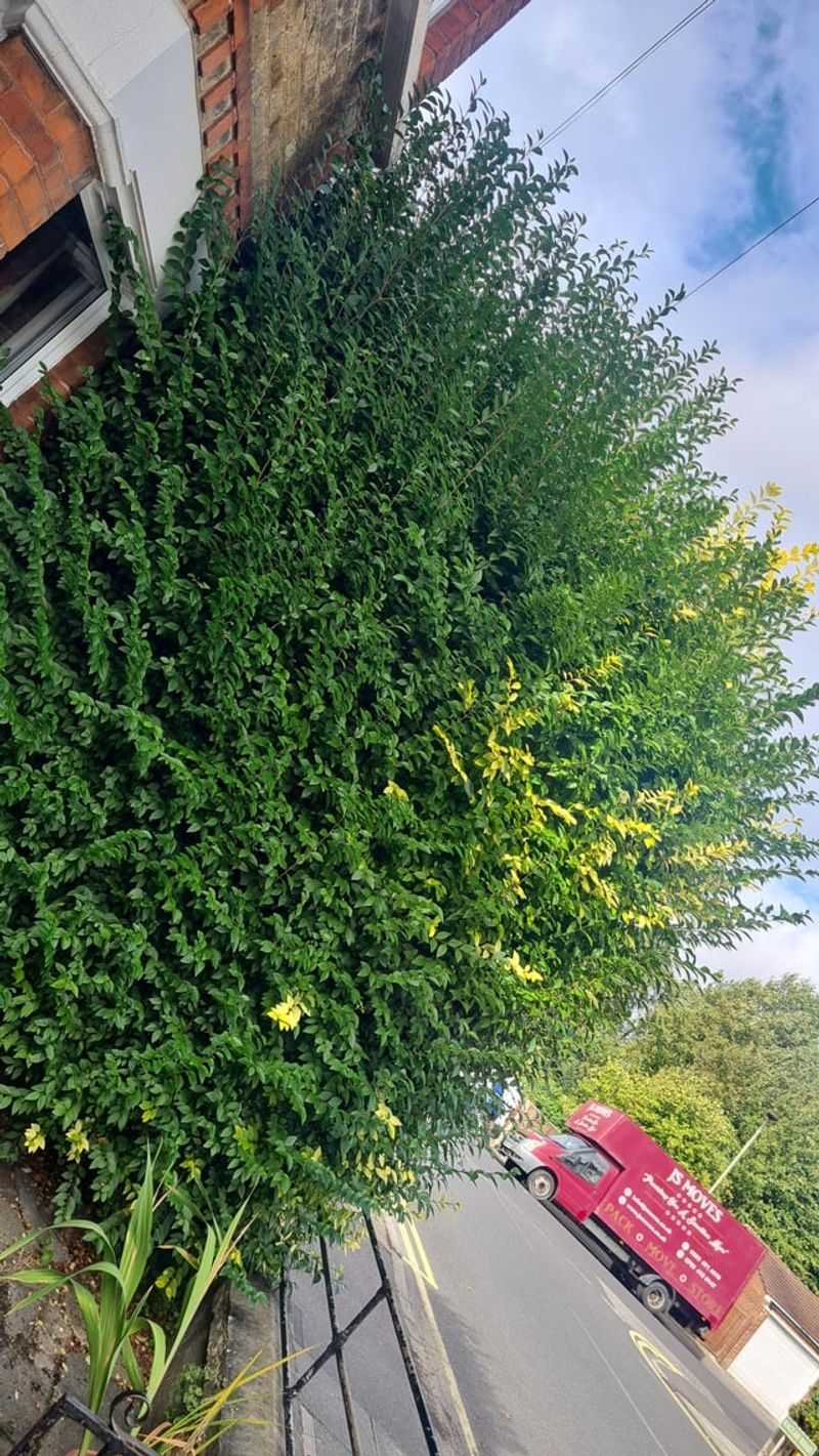 Privet Turns Into A Thicket Privet Turns Into A Thicket