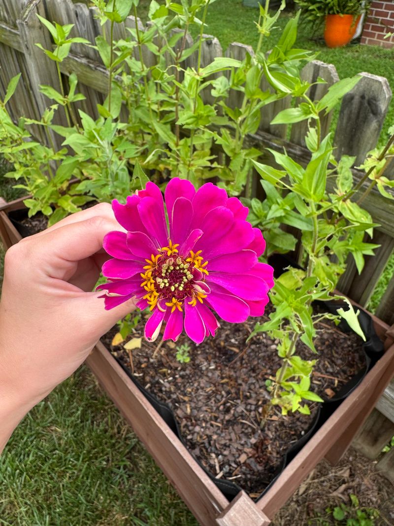 Problem Spots That Produce Abundantly With Bush Beans And Zinnias Problem Spots That Produce Abundantly With Bush Beans And Zinnias
