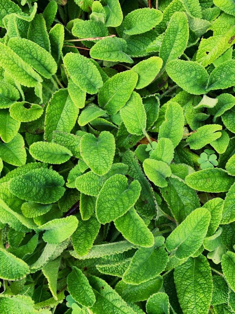 Produces A Pleasant Citrus Fragrance Near Your Seating Area Produces A Pleasant Citrus Fragrance Near Your Seating Area