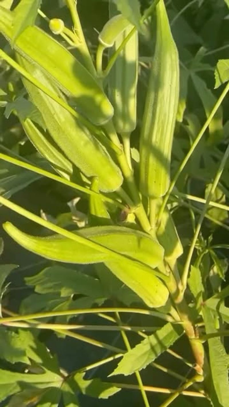 Produces Abundant Edible Pods Quickly