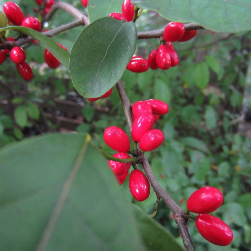 Produces Berries For Wildlife Produces Berries For Wildlife