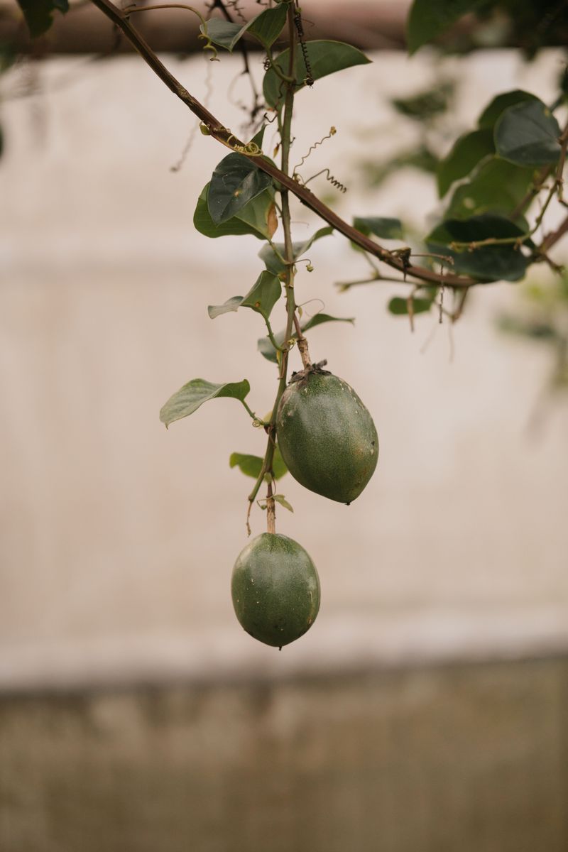 Produces Edible Fruit With A Tropical Flavor Produces Edible Fruit With A Tropical Flavor
