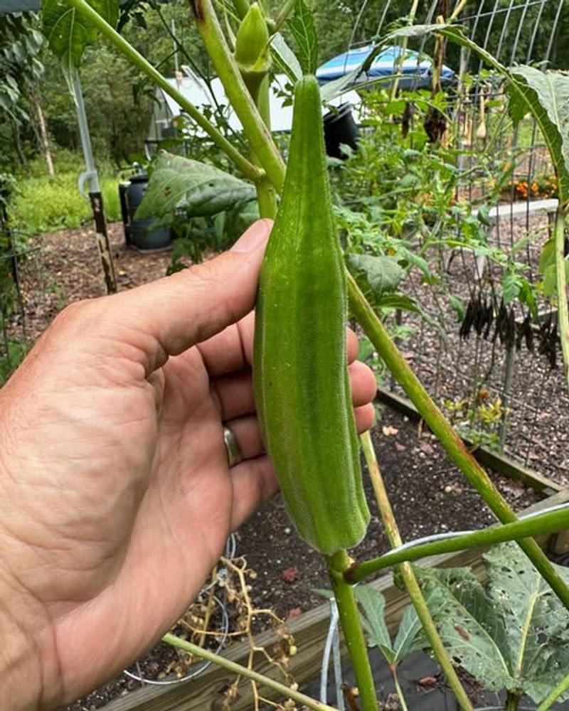 Produces For Multiple Weeks Through Summer