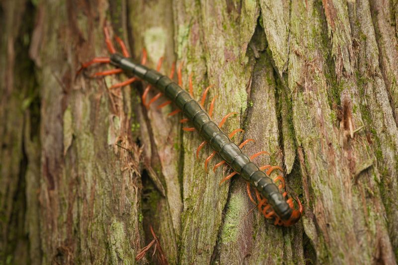 Professional Pest Control Becomes Necessary Under These Circumstances