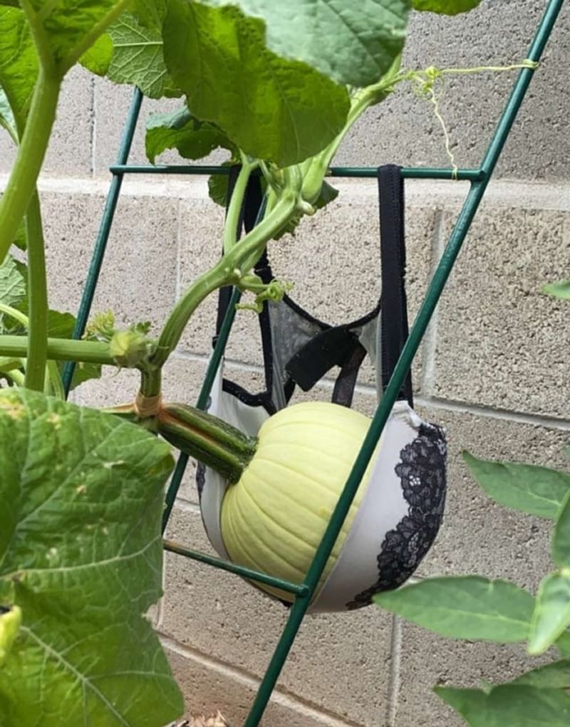 Prop Up Heavy Fruit To Prevent Vine Damage