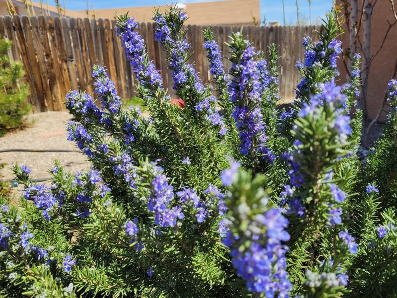 Propagate Rosemary Before Dry Heat Toughens Stems Propagate Rosemary Before Dry Heat Toughens Stems