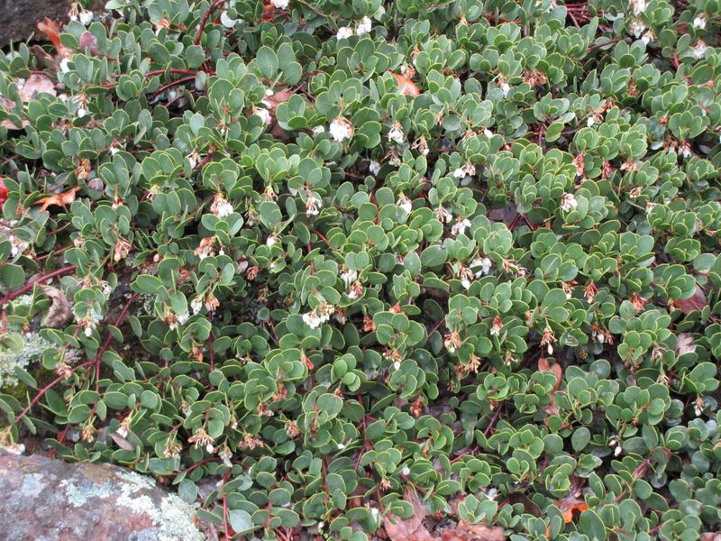 Prostrate Manzanita Gives Dry Gardens Evergreen Coverage