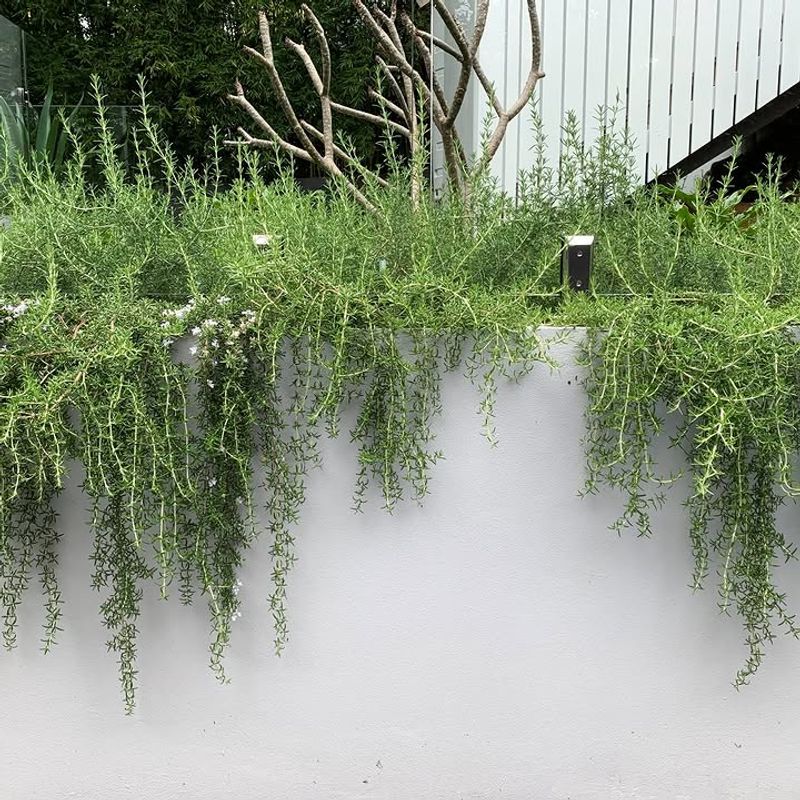 Prostrate Rosemary Holds Soil On Sunny Banks