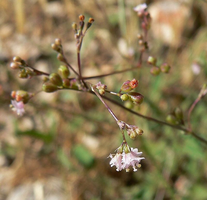 Prostrate Spiderling Fills Bare Spaces Naturally
