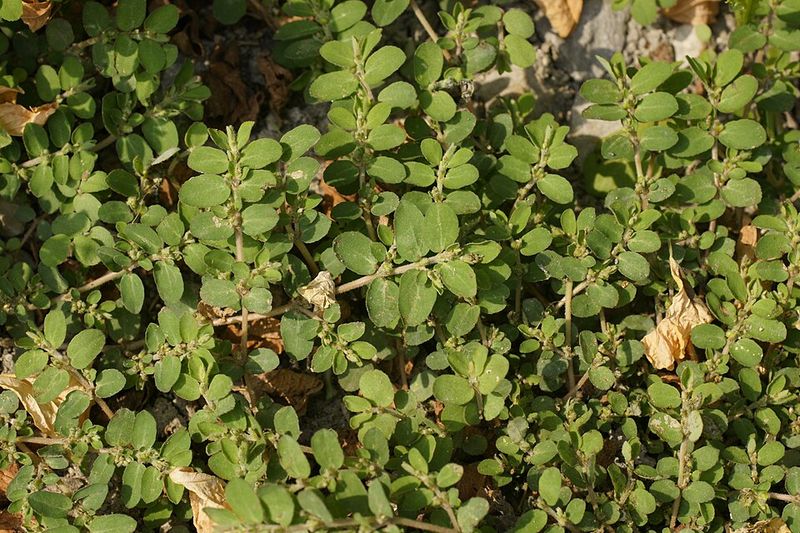 Prostrate Spurge Fills Gaps Between Larger Plants Prostrate Spurge Fills Gaps Between Larger Plants