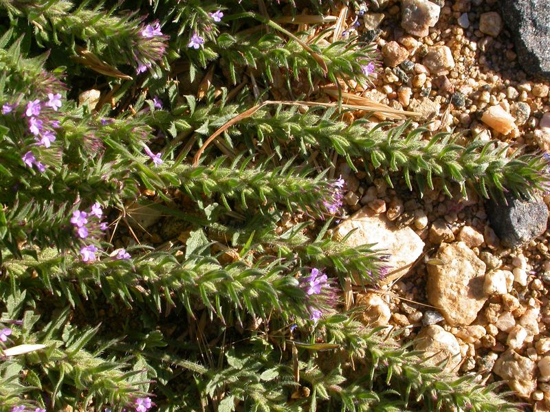 Prostrate Verbena Adds Long-Lasting Color