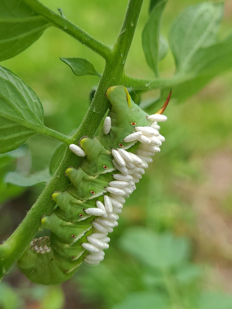 Protect Beneficial Insects From Broad Sprays Protect Beneficial Insects From Broad Sprays